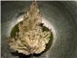 blackcurrant leaf